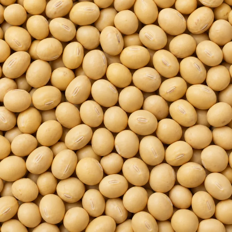 Dried soybean seeds